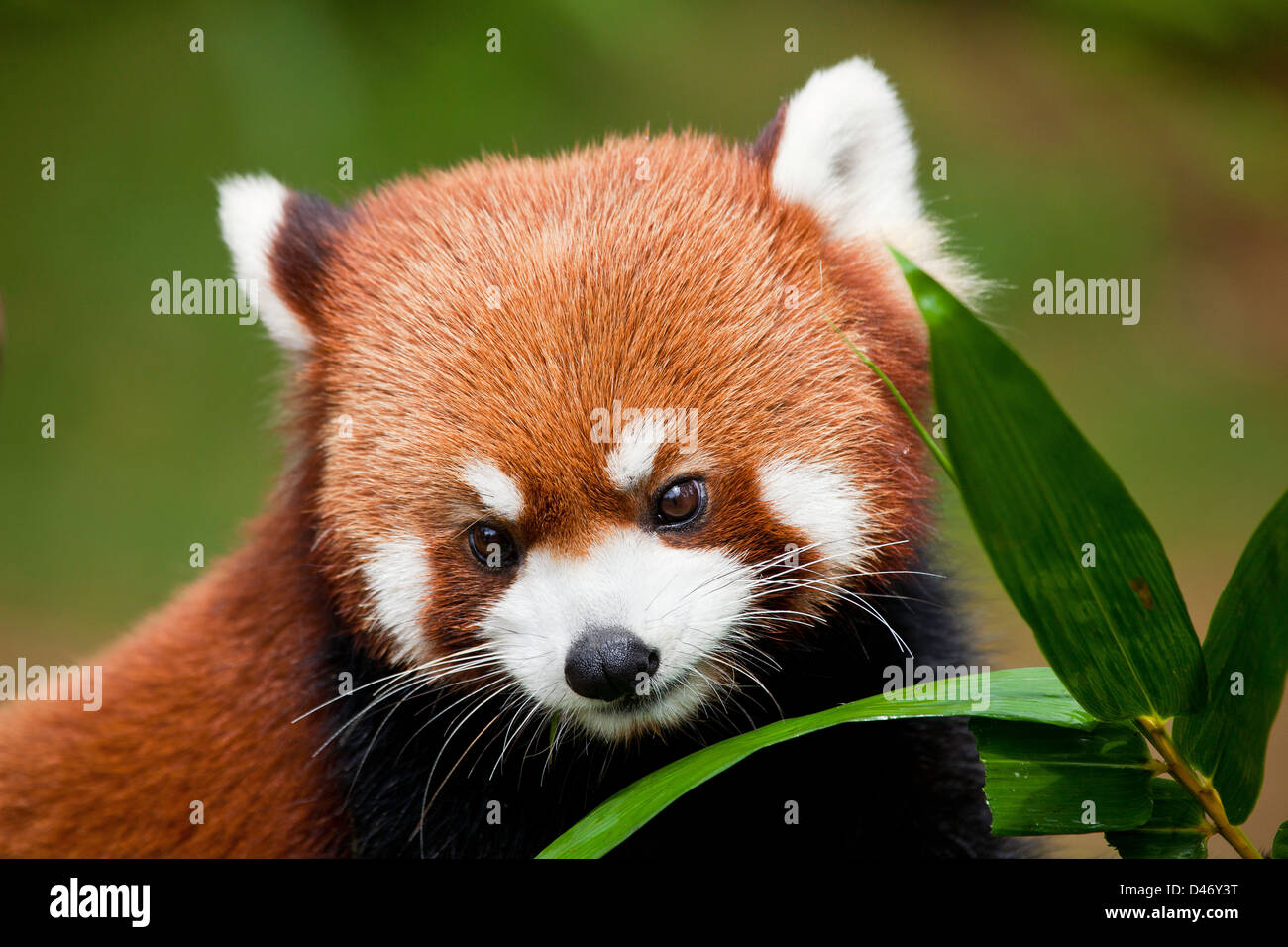 Le Petit Panda, Ailurus fulgens, ou «lumineux cat', est un petit mammifère arboricole et la seule espèce du genre Ailurus. La Chine. Banque D'Images