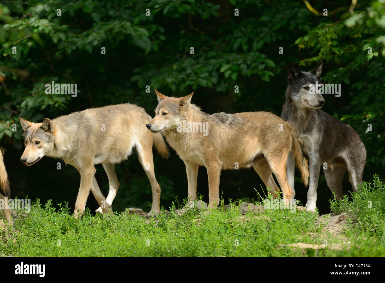 Loup de l'Est (Canis lupus lycaon). Trois adultes en captivité Photo ...