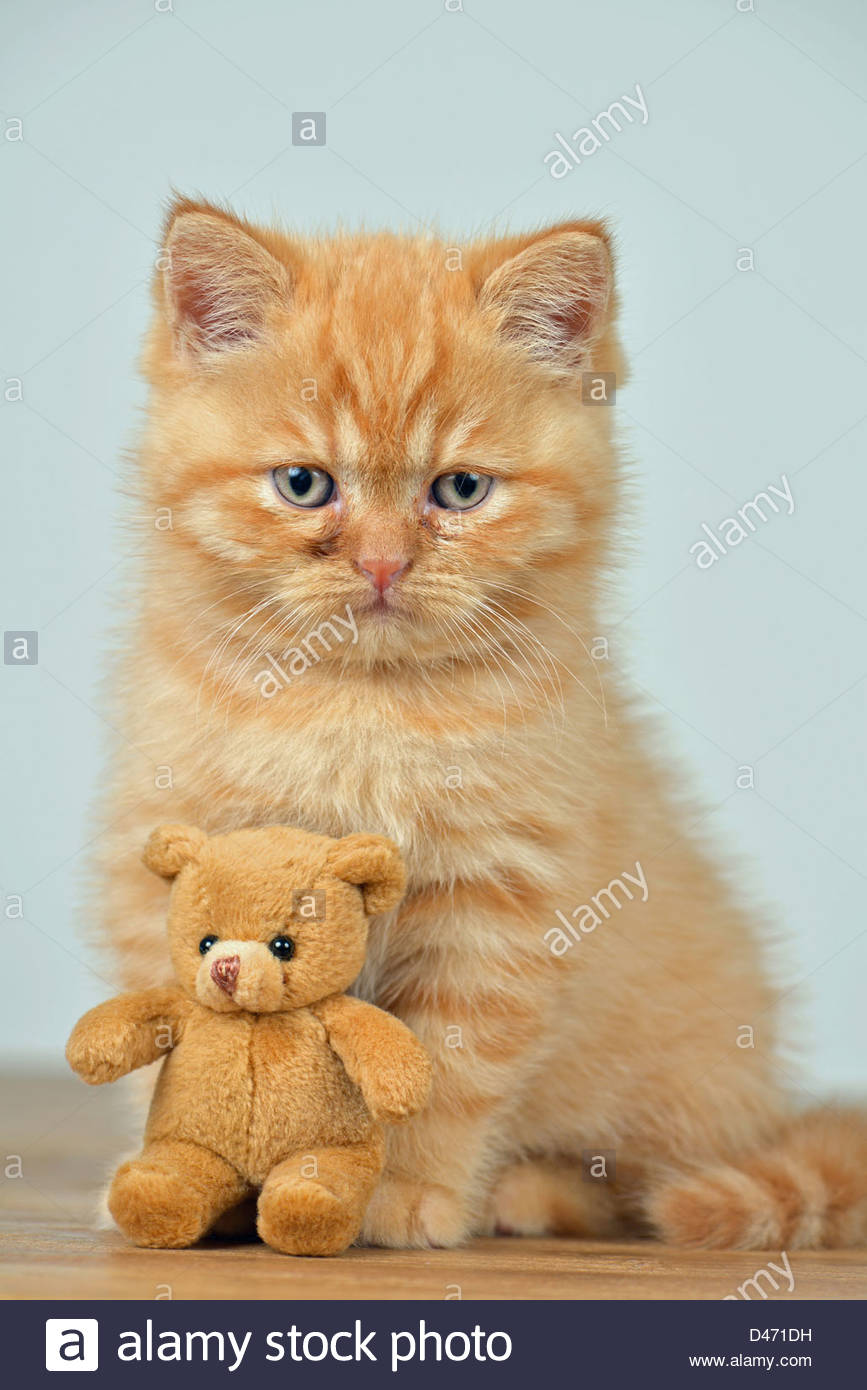 Chat Domestique Mixte Race De Chat British Shorthair Et Longhair Persan Chaton Assis A Cote D Un Ours En Peluche Photo Stock Alamy Chat Domestique Mixte Race De Chat British Shorthair Et Longhair Persan Chaton Assis A Cote D Un Ours En Peluche Photo Stock Alamy