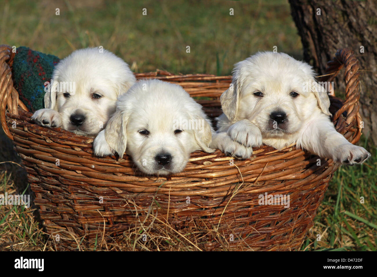 Golden Retriever. Trois chiots (32 jours) dans un panier en osier Banque D'Images