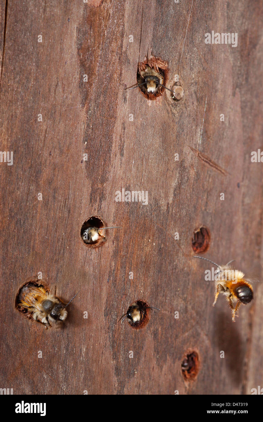 Halictid (abeille européenne Lasioglossum malachurum). Plusieurs abeilles à une aide d'imbrication Banque D'Images