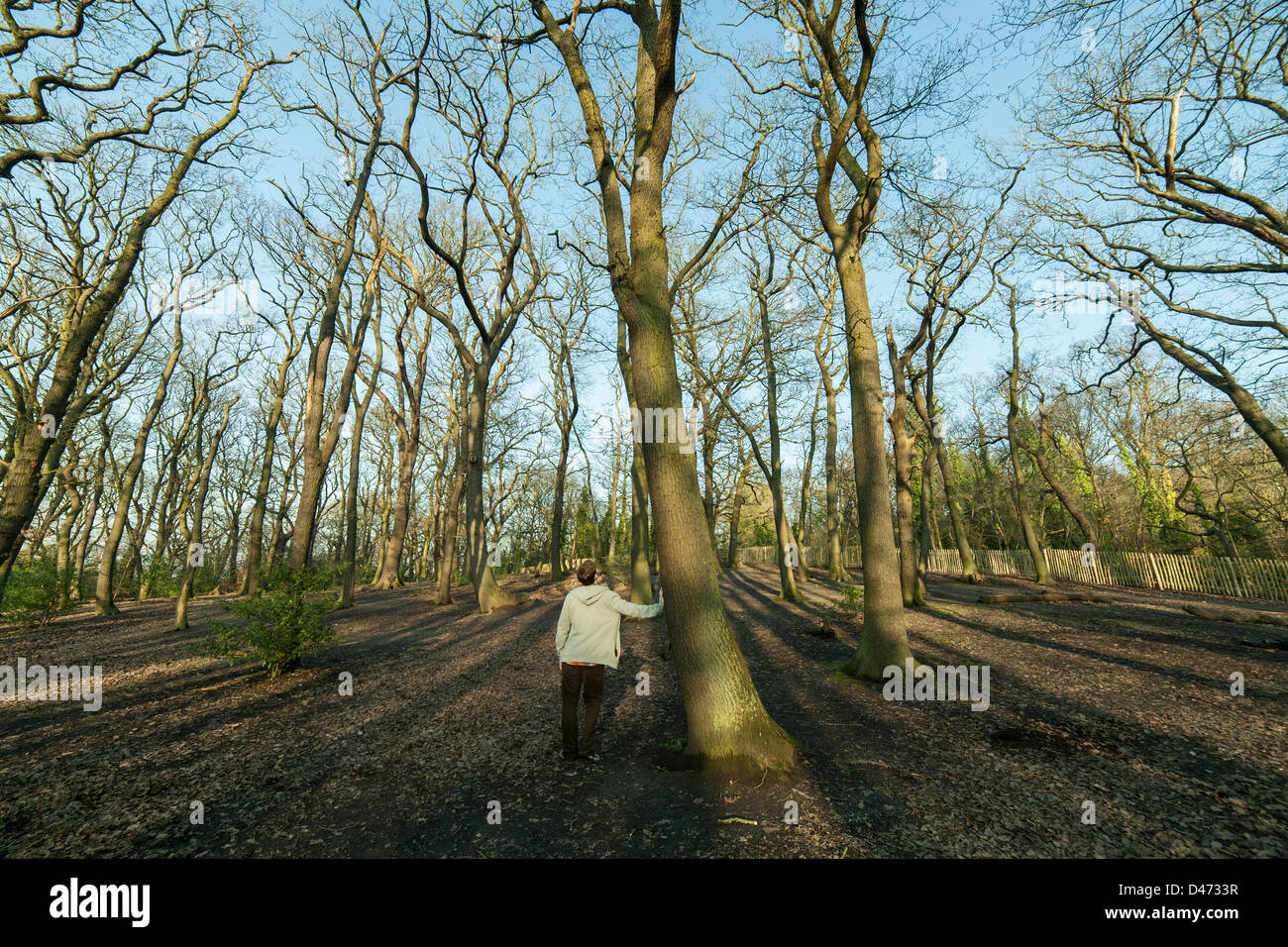 Homme dans un sweat gris avec son nouveau à nous reposant contre un arbre, profitant d'une vue sur les grands arbres dans les bois Banque D'Images