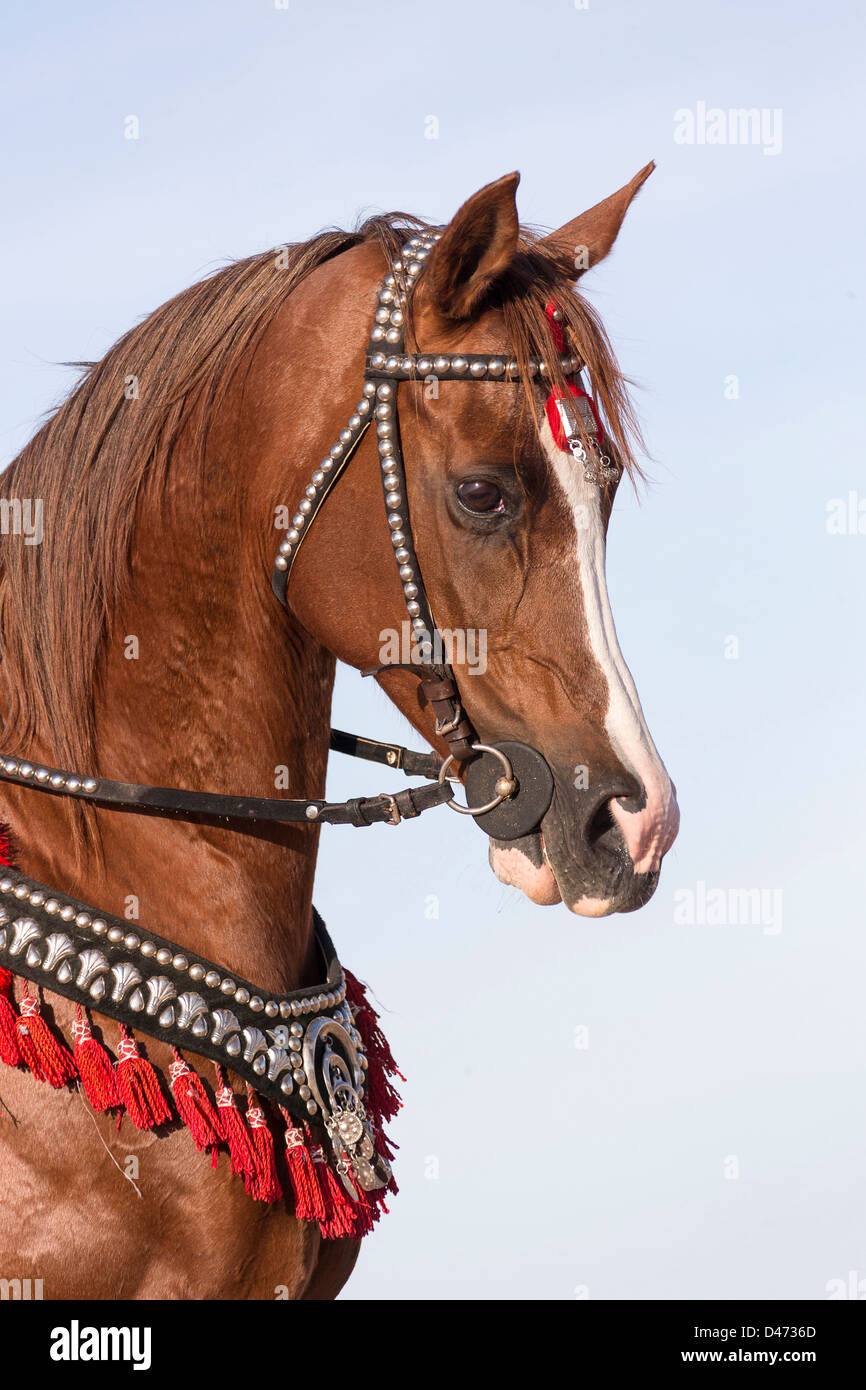 Cheval Arabe pur sang. Jument alezane avec sellerie traditionnelle Photo Stock Alamy