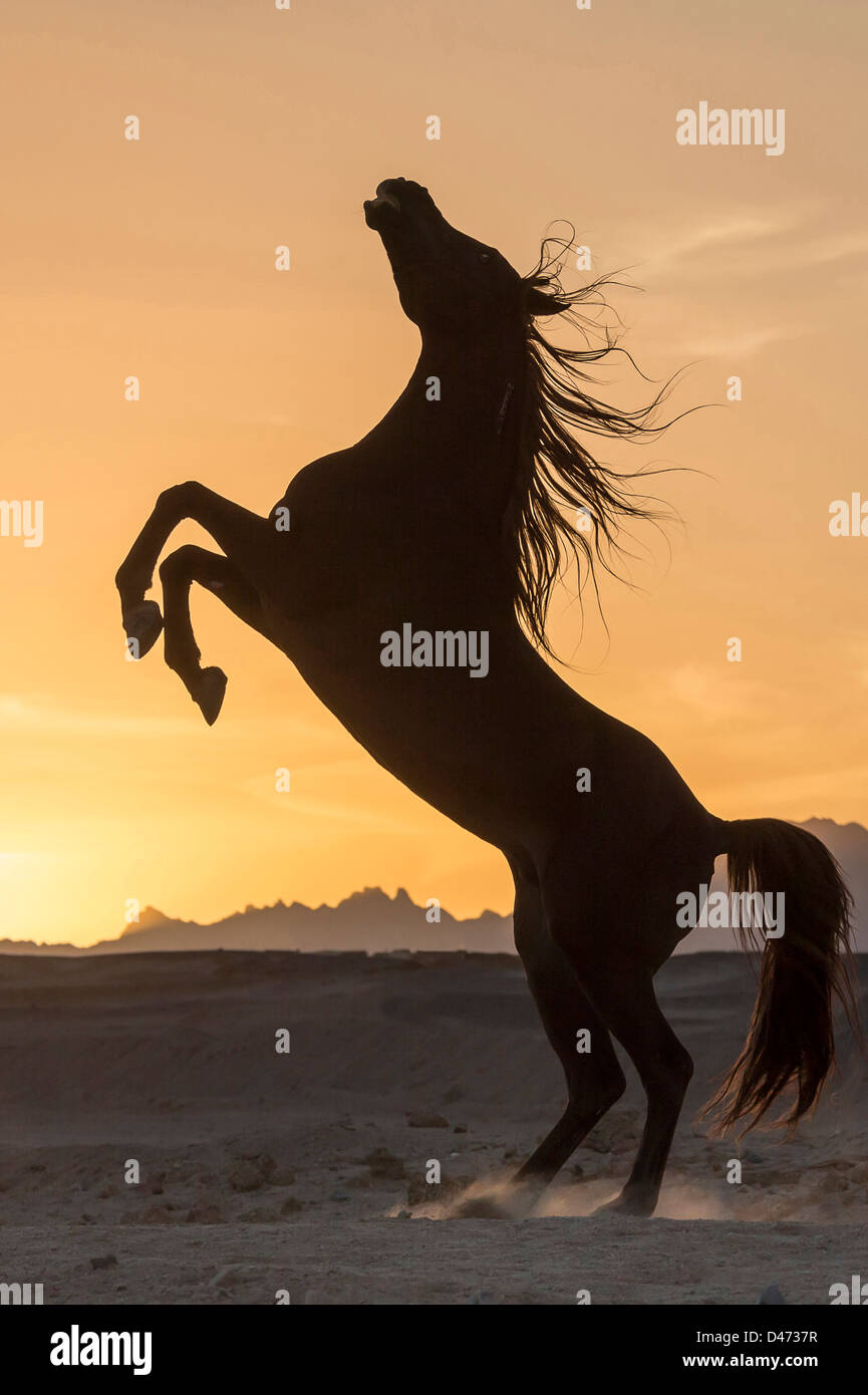 Cheval Arabe pursang. Étalon alezan élevage dans le désert, silhouetté contre le soleil