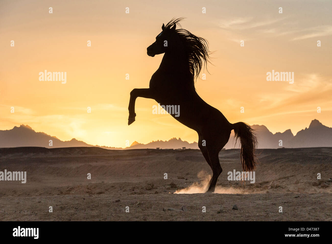 Cheval Arabe pursang. Étalon alezan élevage dans le désert, silhouetté contre le soleil
