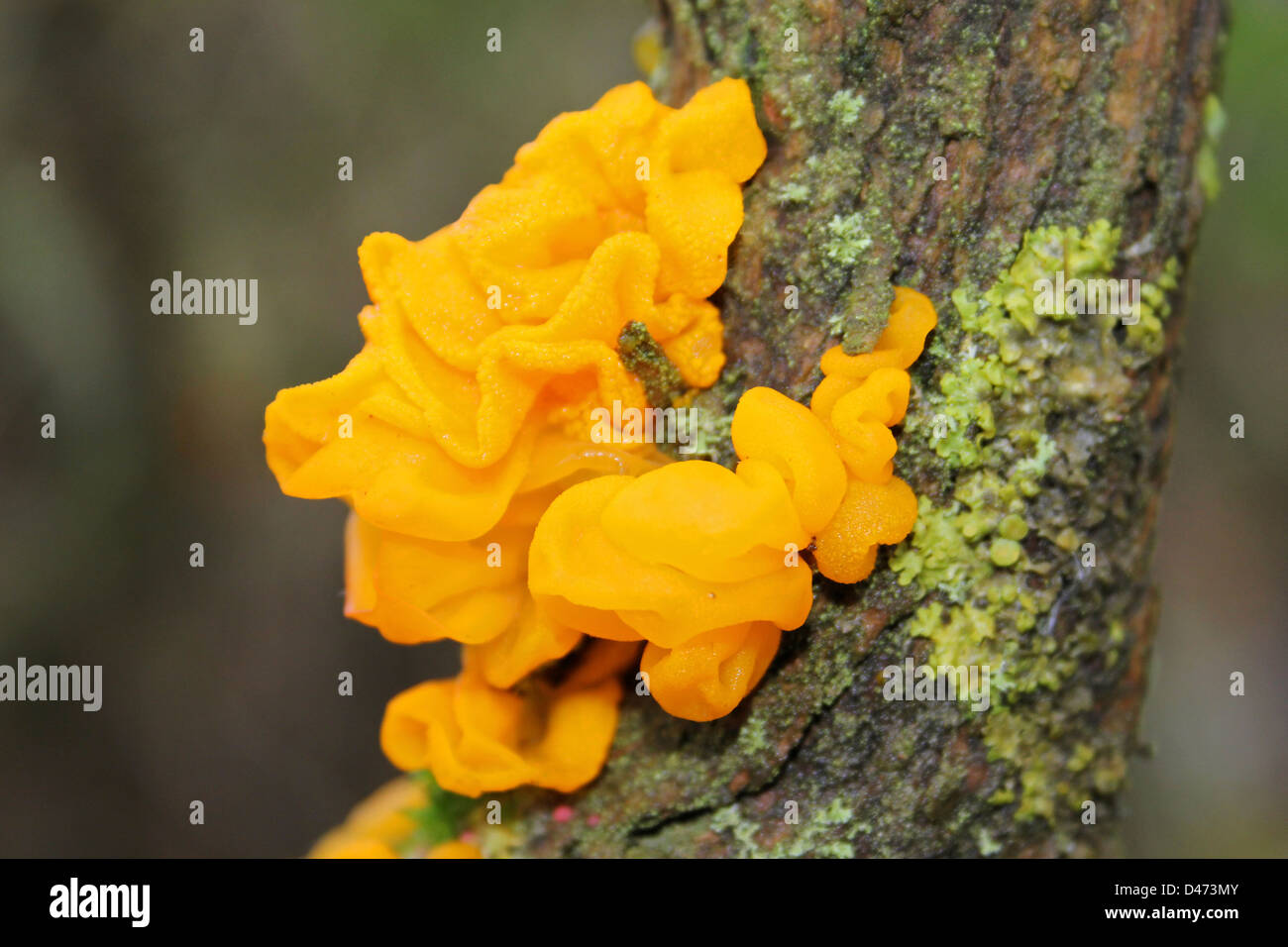 Cerveau jaune champignon Tremella mesenterica Banque D'Images