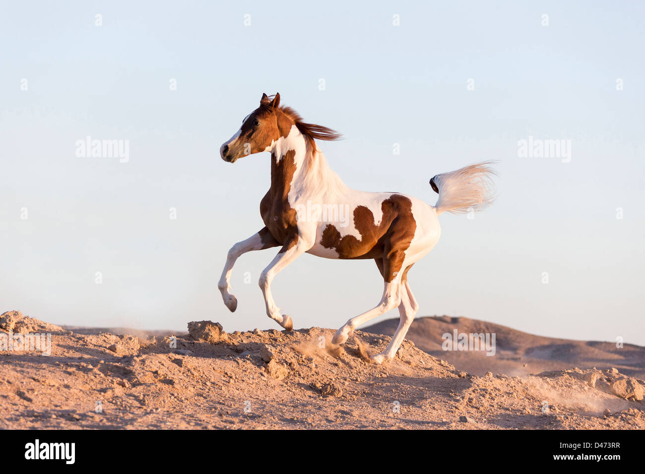 Cheval Arabe pur-sang. Etalon Pinto galopping dans le désert Banque D'Images