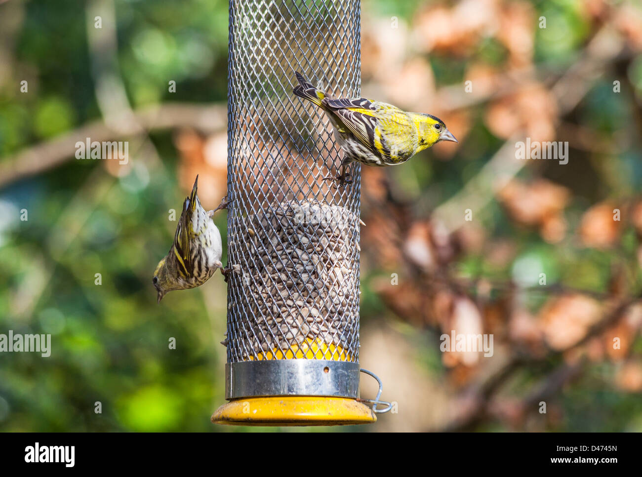 Paire de Eurasian siskin Carduelis spinus (alimentation) sur le tournesol coeurs à une mangeoire dans un jardin de Surrey, Angleterre Banque D'Images