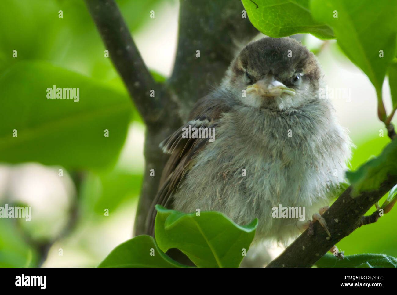 Jeune moineau sur la branche d'arbre. Banque D'Images