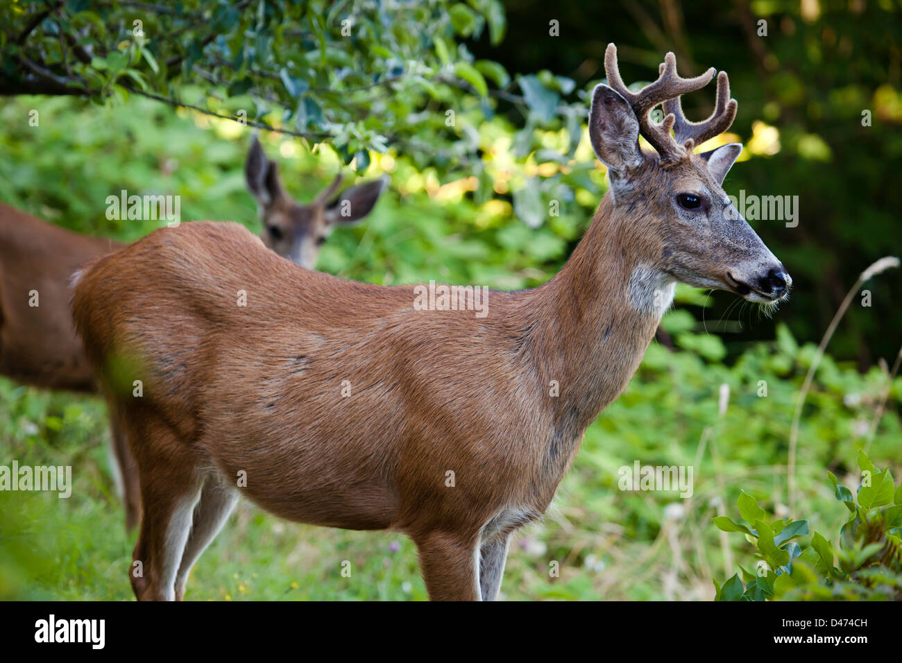 Le cerf mulet ou les cerfs à queue noire, Odocoileus hemionus, British Columbia, Canada. Banque D'Images