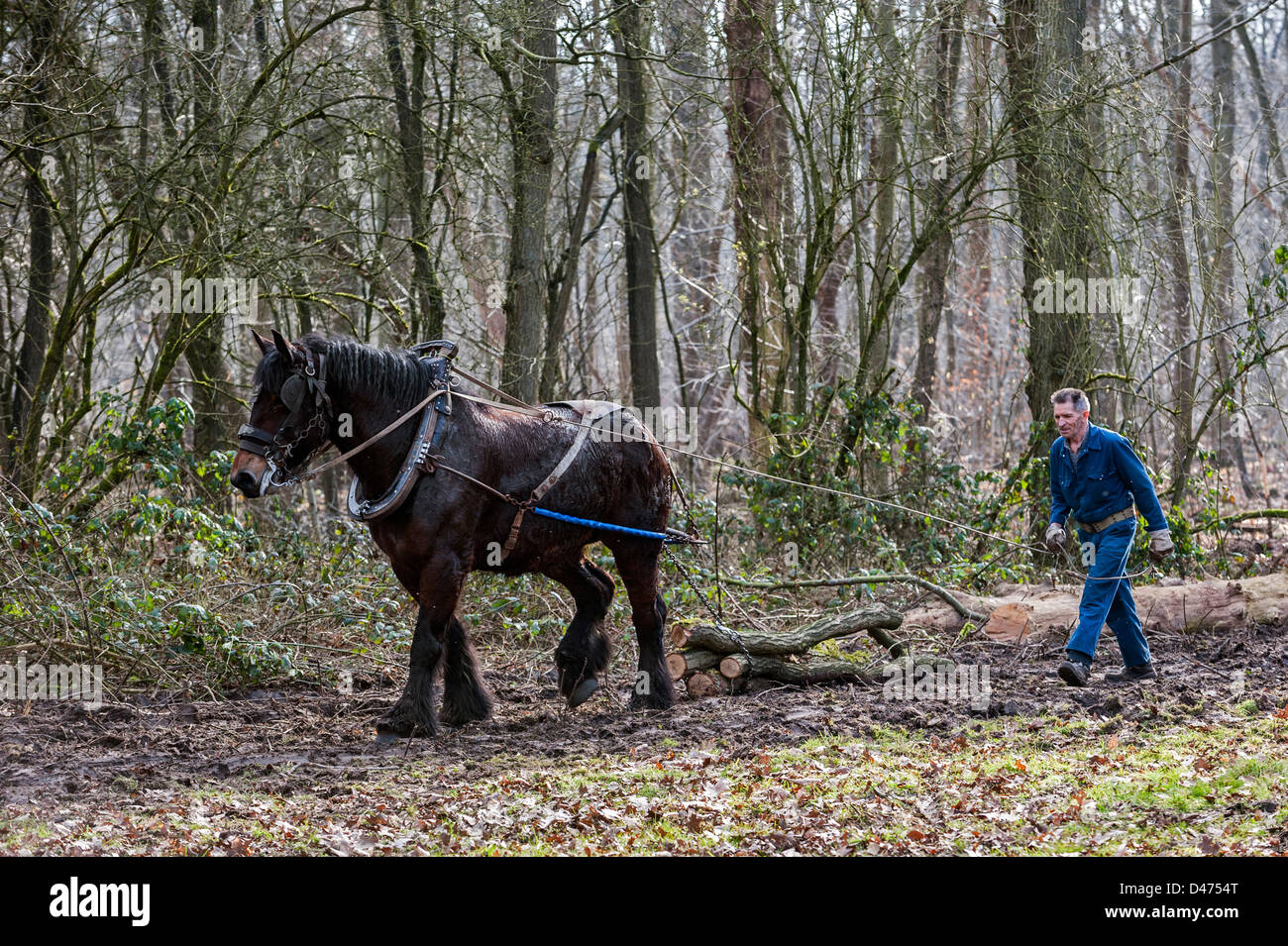 En faisant glisser les troncs d'arbre forestier / sciage de bois avec cheval de trait belge Brabant / cheval lourd (Equus caballus), Belgique Banque D'Images