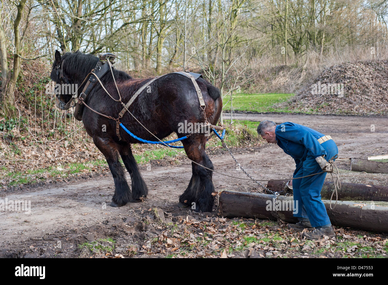 En faisant glisser les troncs d'arbre forestier / sciage de bois avec cheval de trait belge Brabant / cheval lourd (Equus caballus), Belgique Banque D'Images
