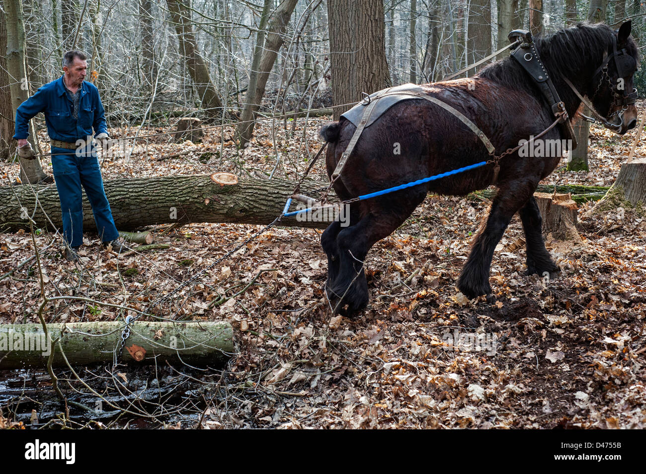 En faisant glisser les troncs d'arbre forestier / Se connecter à partir de la forêt avec des chevaux de trait belge Brabant / cheval lourd (Equus caballus), Belgique Banque D'Images
