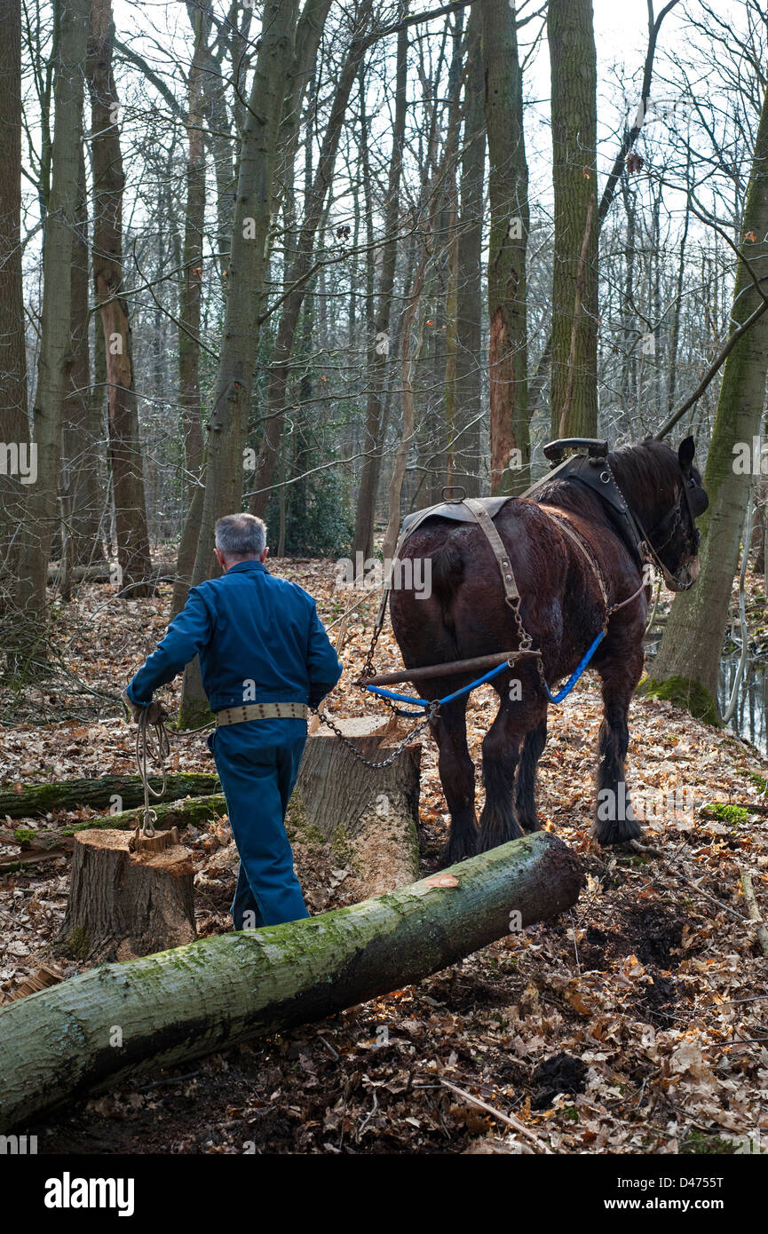 Tronc d'arbre forestier tirant / sciage de bois avec cheval de trait belge Brabant / cheval lourd (Equus caballus), Belgique Banque D'Images