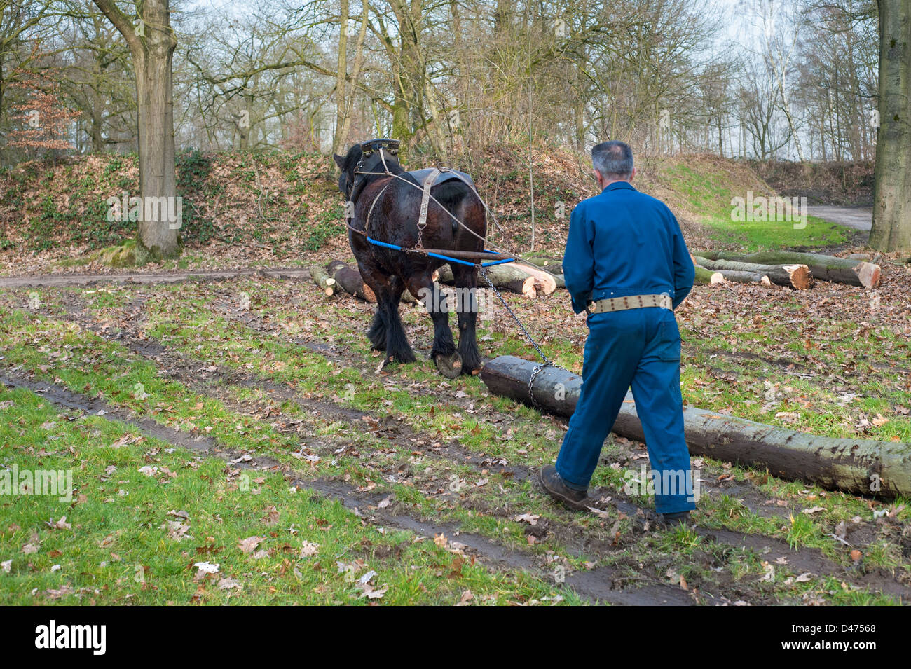 Tronc d'arbre forestier faisant glisser / Se connecter à partir de la forêt avec des chevaux de trait belge Brabant / cheval lourd (Equus caballus), Belgique Banque D'Images