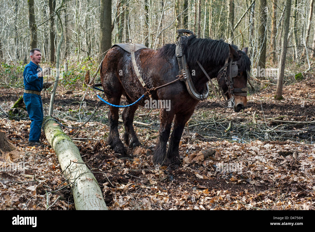 Tronc d'arbre forestier tirant / Se connecter à partir de la forêt avec des chevaux de trait belge Brabant / cheval lourd (Equus caballus), Belgique Banque D'Images