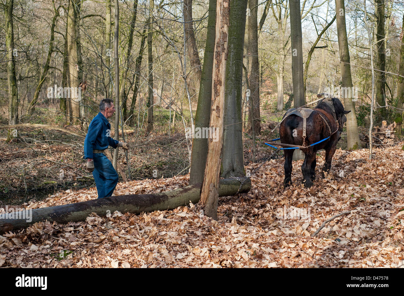 En faisant glisser les troncs d'arbre forestier / sciage de bois avec cheval de trait belge Brabant / cheval lourd (Equus caballus), Belgique Banque D'Images