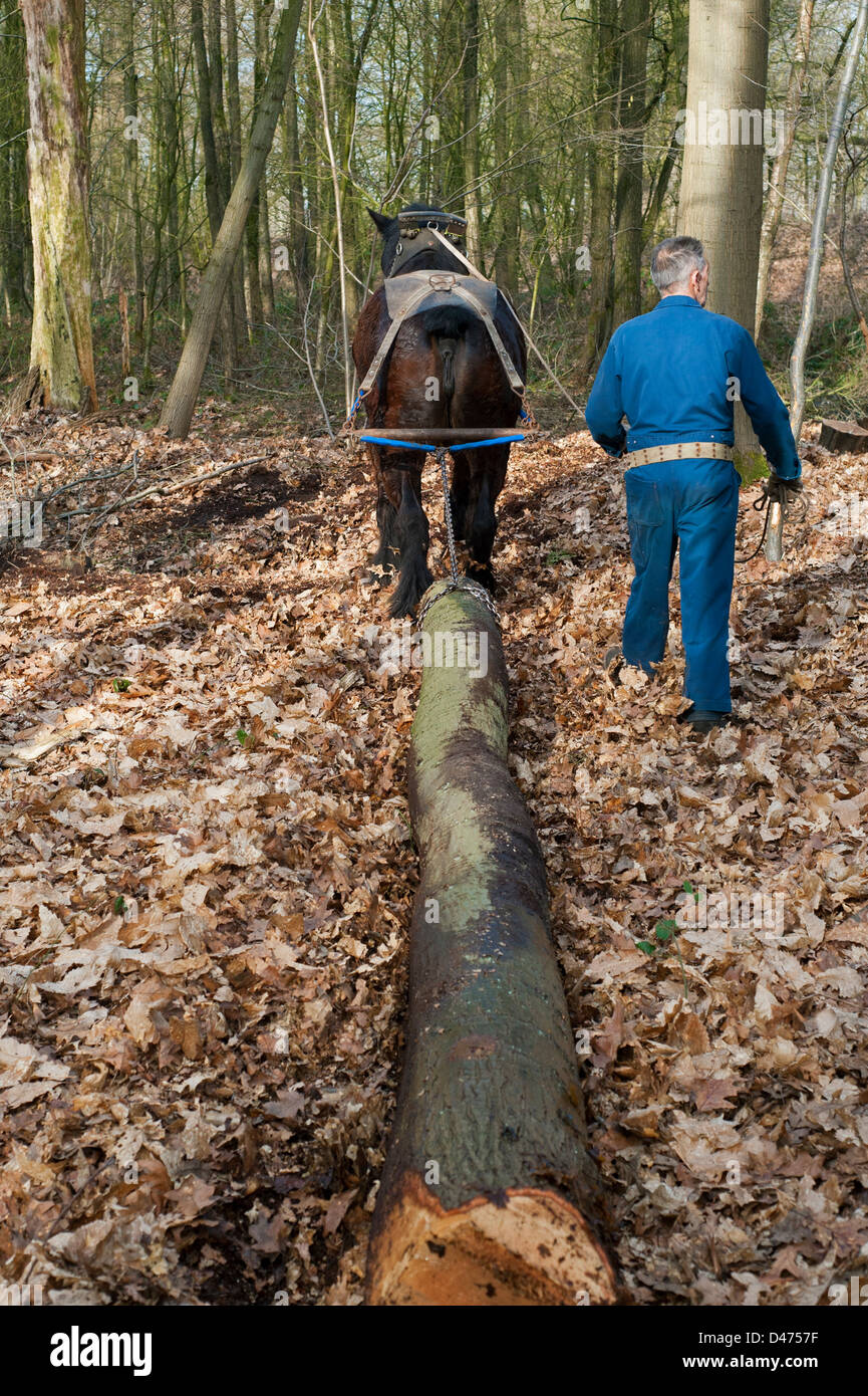 Faisant glisser Lumberer tronc / Se connecter à partir de la forêt avec des chevaux de trait belge Brabant / cheval lourd (Equus caballus), Belgique Banque D'Images