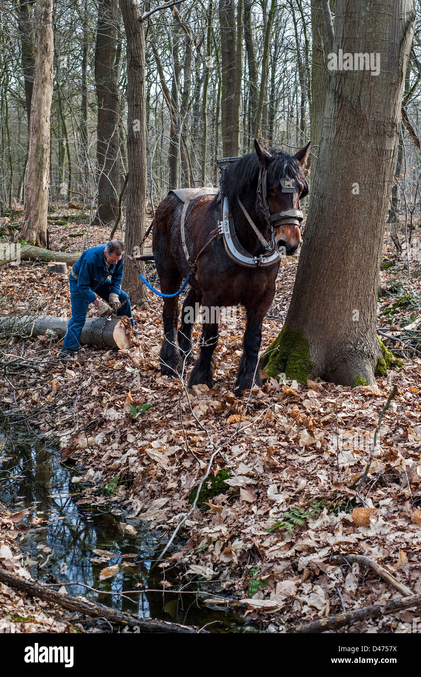 Tronc d'arbre forestier faisant glisser à partir de la forêt avec des chevaux de trait belge Brabant / cheval lourd (Equus caballus), Belgique Banque D'Images