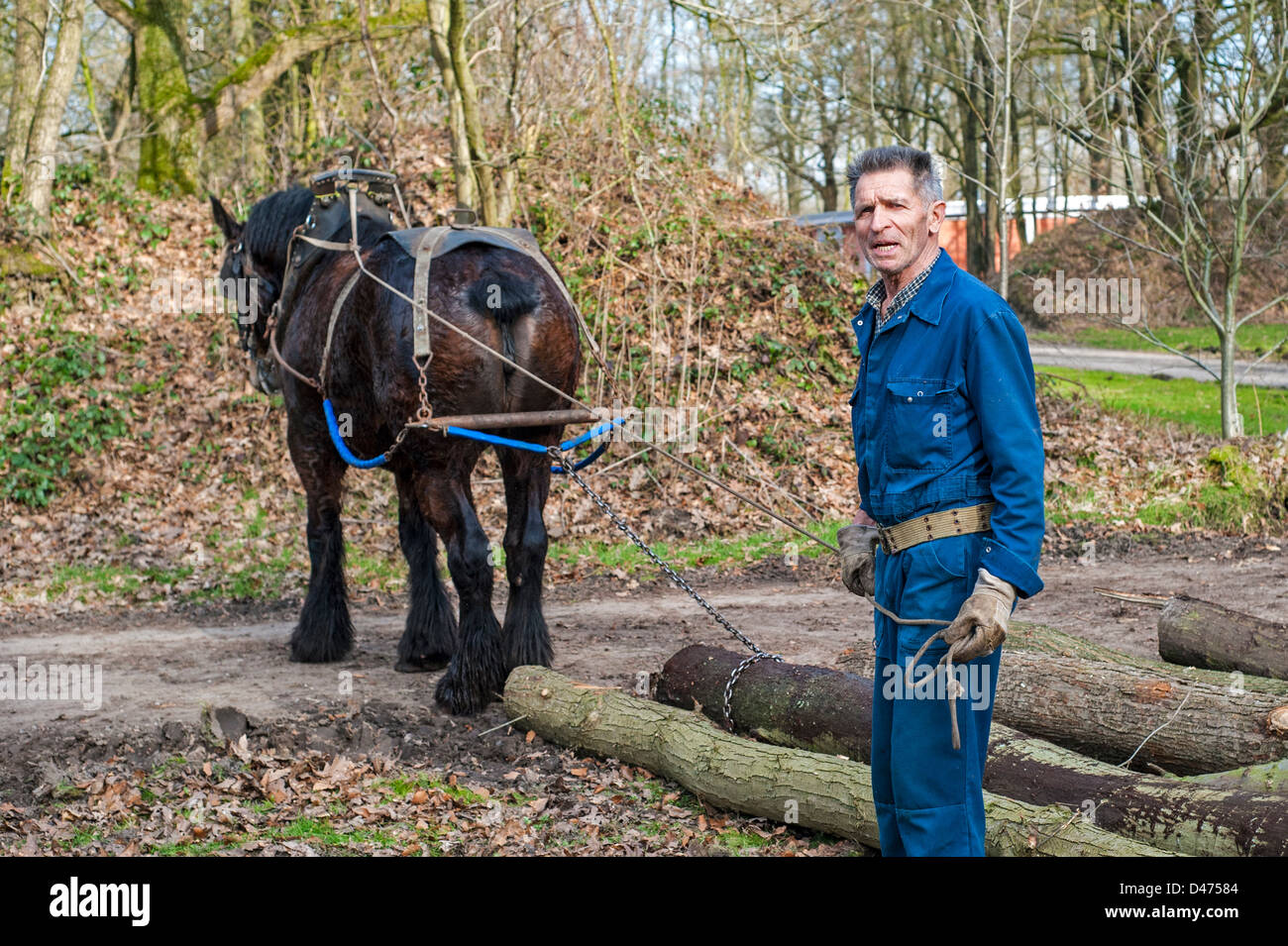 En faisant glisser les troncs d'arbre forestier de forêt avec cheval de trait belge Brabant / cheval lourd (Equus caballus), Belgique Banque D'Images