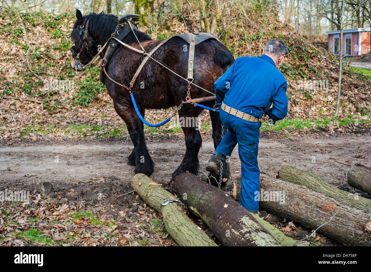 En faisant glisser les troncs d'arbre forestier de forêt avec cheval de trait belge Brabant / cheval lourd (Equus caballus), Belgique Banque D'Images