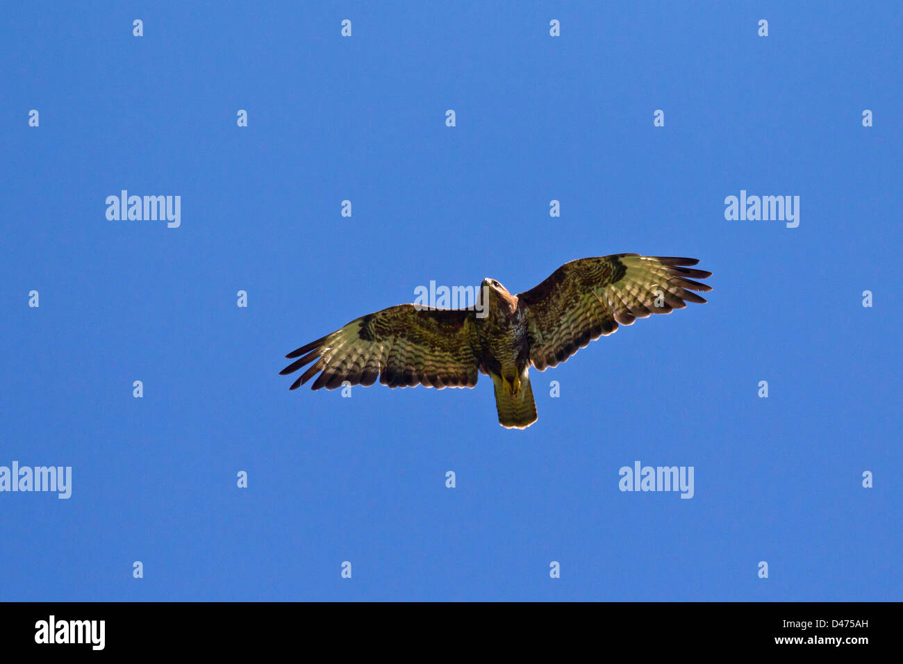 Buse variable (Buteo buteo), oiseau de proie en vol sur fond de ciel bleu Banque D'Images