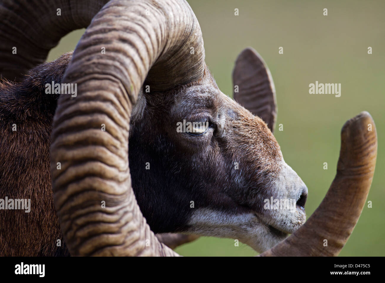 Mouflon (Ovis gmelini européenne musimon) close up de tête avec d'immenses cornes Banque D'Images