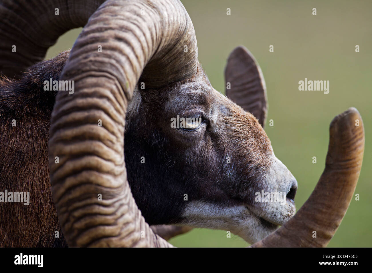 Mouflon (Ovis gmelini européenne musimon) close up de tête avec d'immenses cornes Banque D'Images Mouflon (Ovis gmelini européenne musimon) close up de tête avec d'immenses cornes Banque D'Images