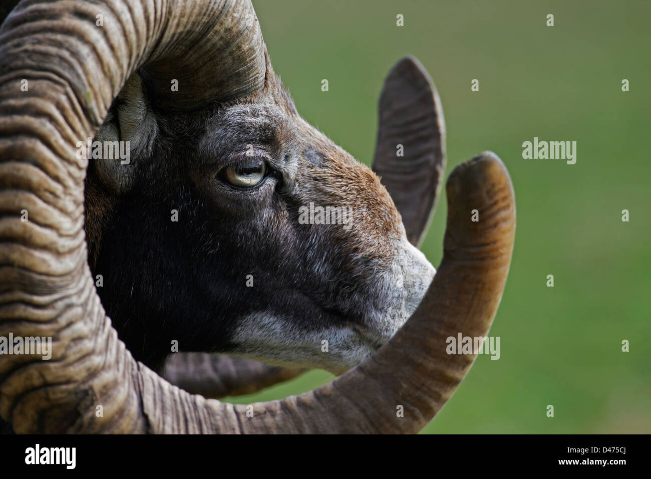Mouflon (Ovis gmelini européenne musimon) close up de tête avec d'immenses cornes Banque D'Images