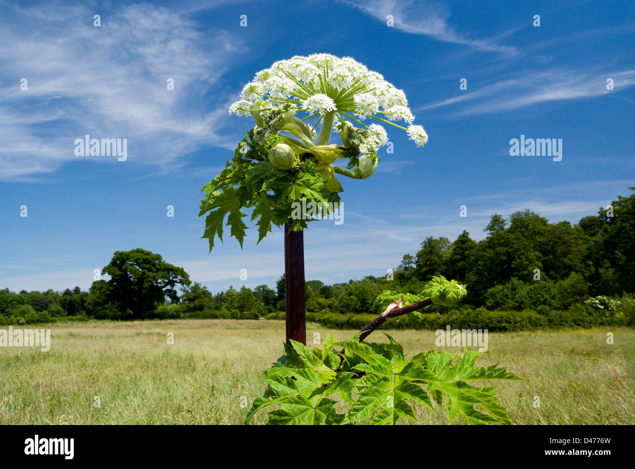 Hogweed géant (Heracleum mantegazzianum) Vallée d'Usk, Clytha Estate, Monbucshire, pays de Galles du Sud. Banque D'Images