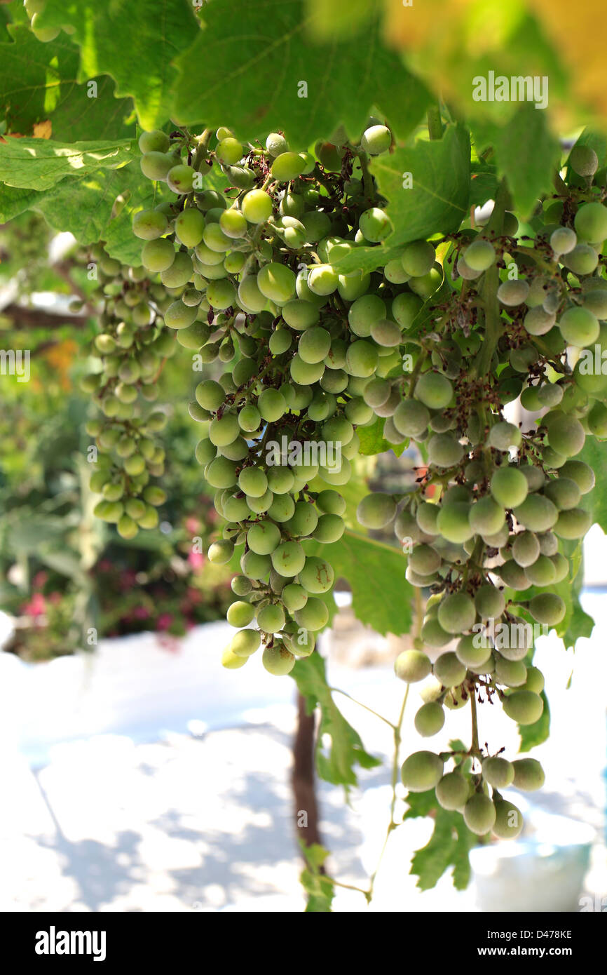 Green Red grapes growing, St Nicholas village St Nicks l'île de Zakynthos Zante Grèce Europe Banque D'Images