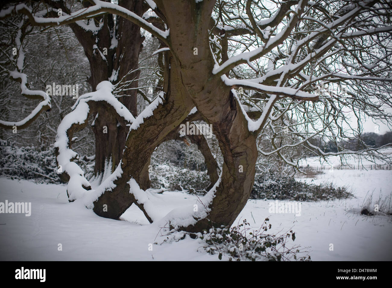 Tronc de l'arbre dans la neige Banque D'Images