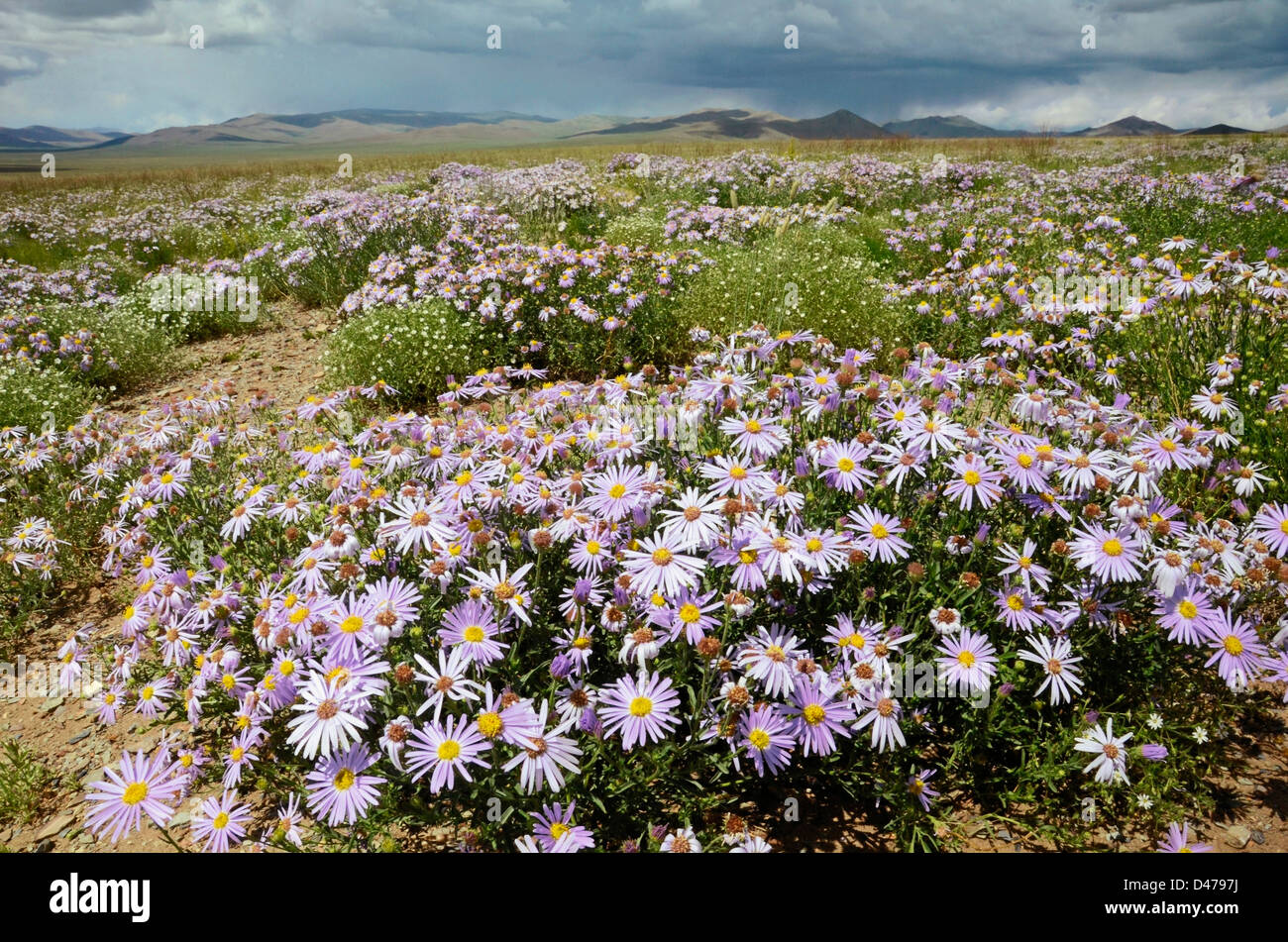 Asters alpins en steppe. La Mongolie Banque D'Images