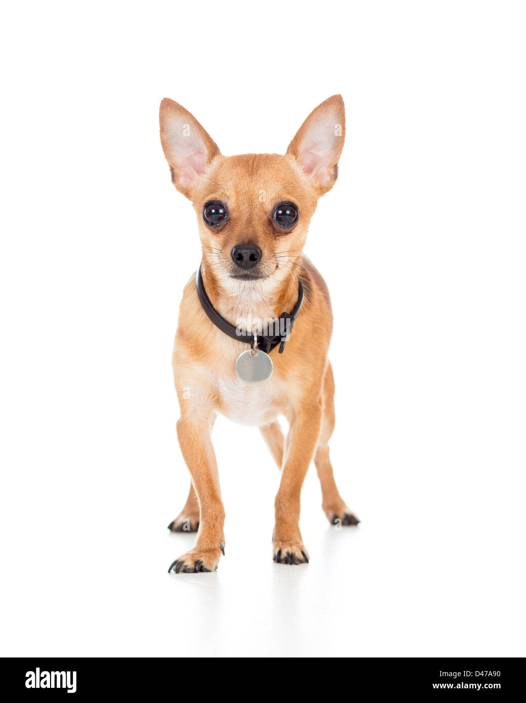 Chihuahua chien isolé sur fond blanc Banque D'Images