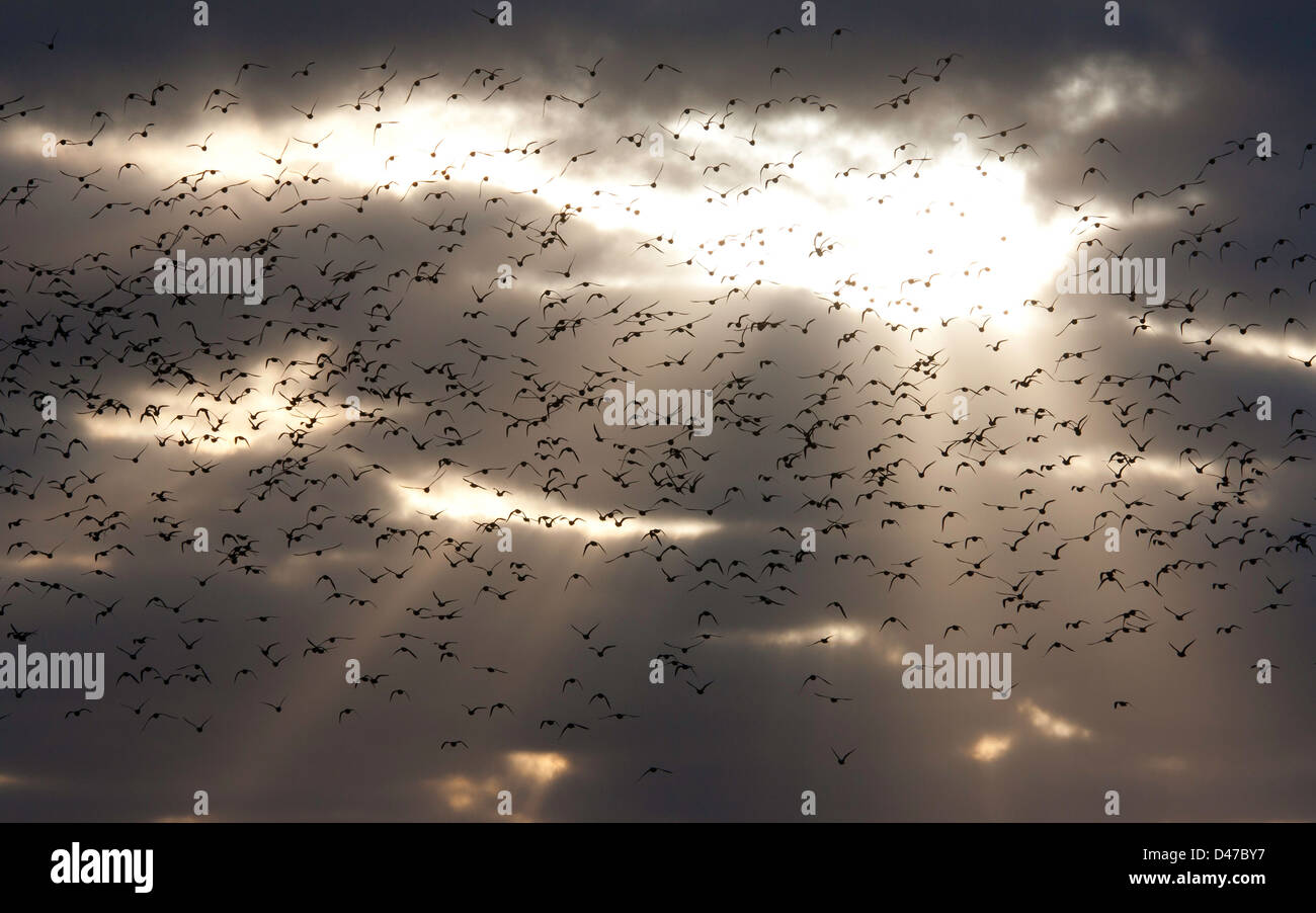 Pluvier doré troupeau voler contre les rayons du soleil Banque D'Images