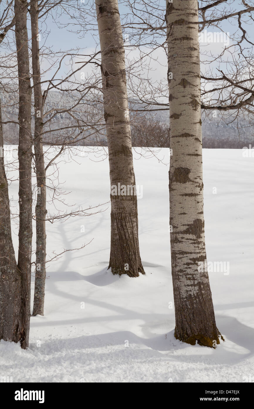 Les arbres et la neige, Rochester, Vermont, USA Banque D'Images