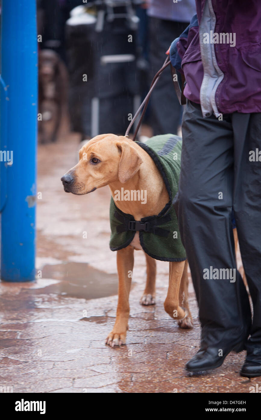 NEC, Birmingham, UK. 7 mars 2103. Une matinée pluvieuse a vu les chiens arrivant à Crufts dans leurs combinaisons étanches. Crédit : Chris Gibson / Alamy Live News Banque D'Images