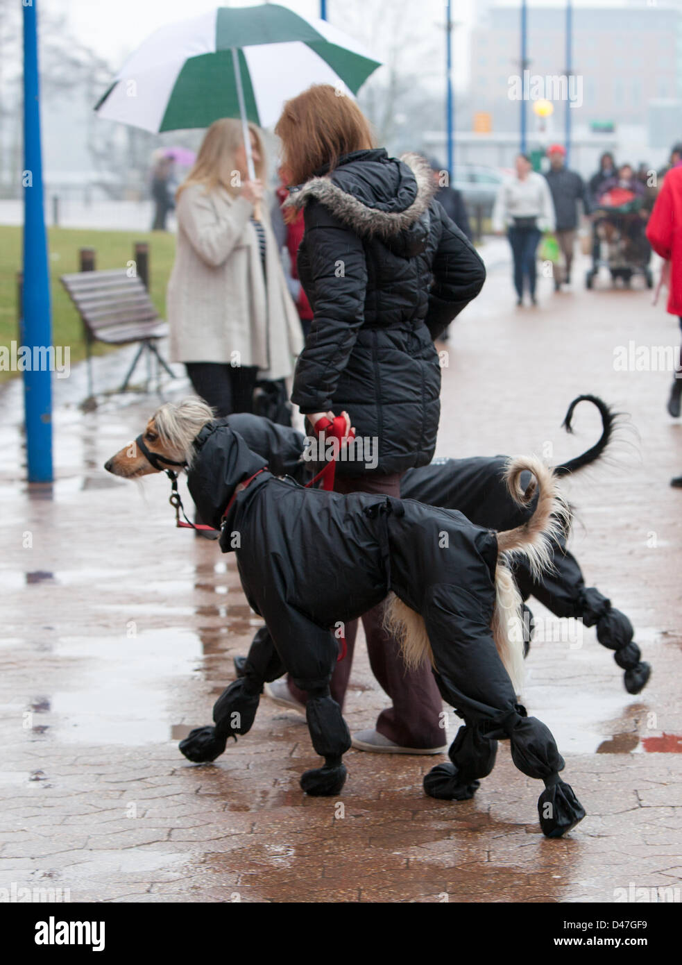 NEC, Birmingham, UK. 7 mars 2103. Une matinée pluvieuse a vu les chiens arrivant à Crufts dans leurs combinaisons étanches. Crédit : Chris Gibson / Alamy Live News Banque D'Images