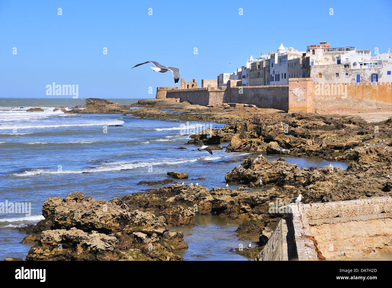 Les mouettes survolent la côte atlantique parsemée de rochers, devant les murs fortifiés de la ville côtière d'Essaouira, au Maroc Banque D'Images