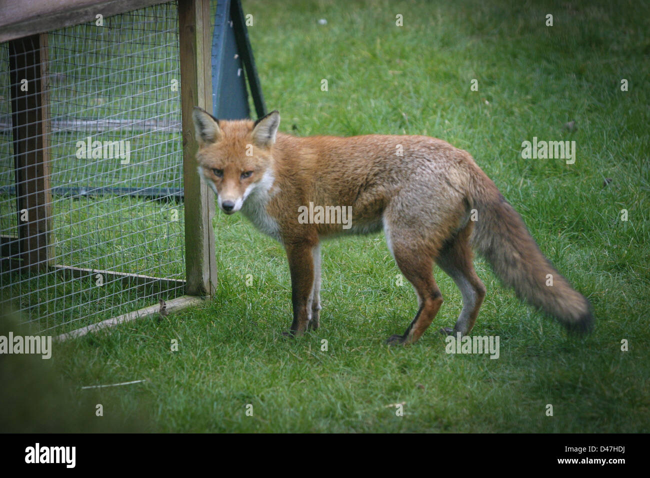 Fox dans un jardin intérieur Banque D'Images
