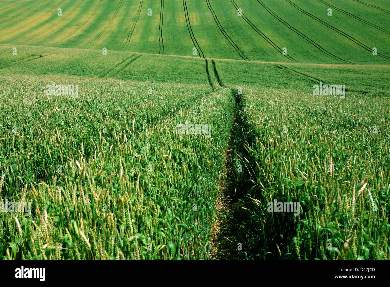 Domaine de l'agriculture vert clair avec le tracteur chemin path Banque D'Images