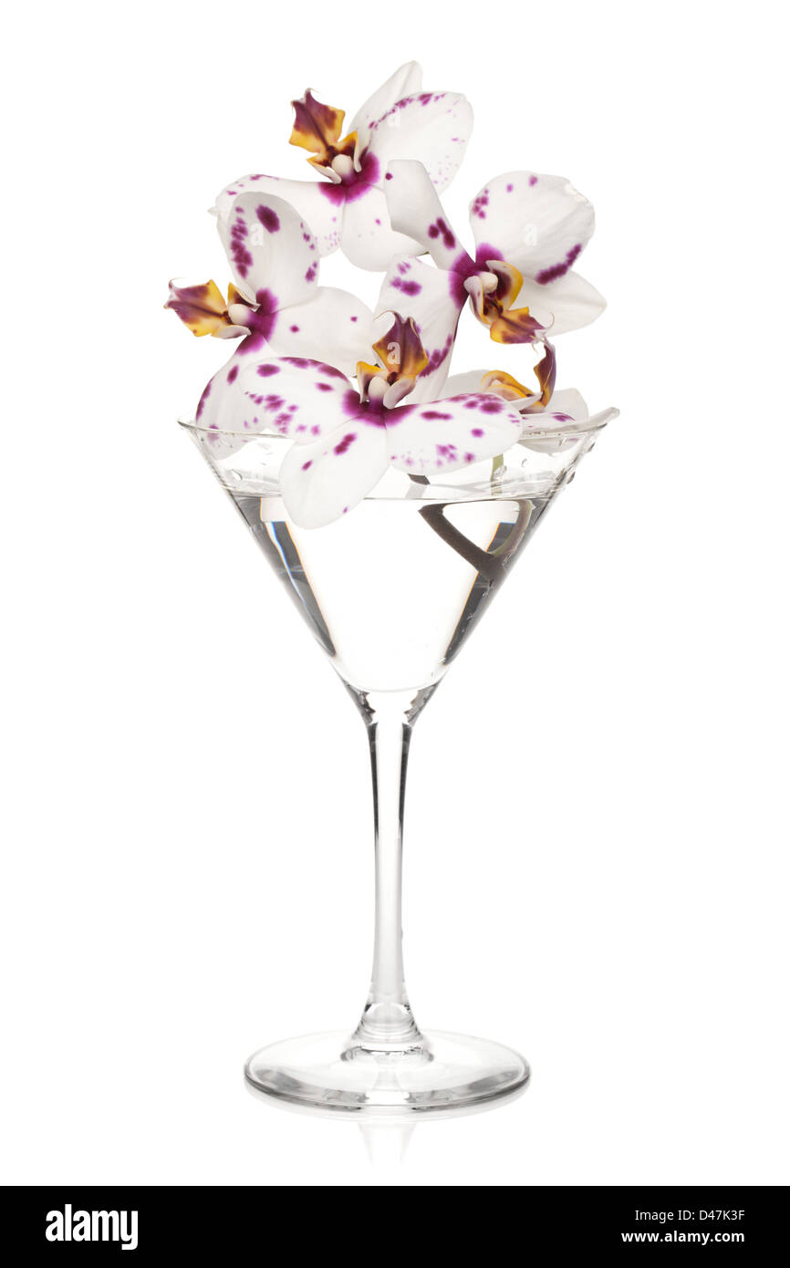 Fleurs d'orchidée dans un verre à cocktail. Isolé sur fond blanc Banque D'Images