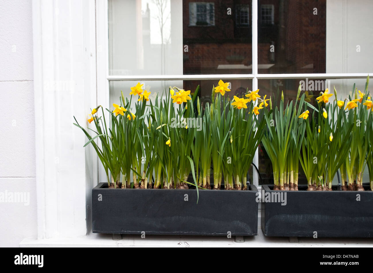 Fenêtre avec les jonquilles, Portobello Road, Notting Hill, London, W11, UK Banque D'Images