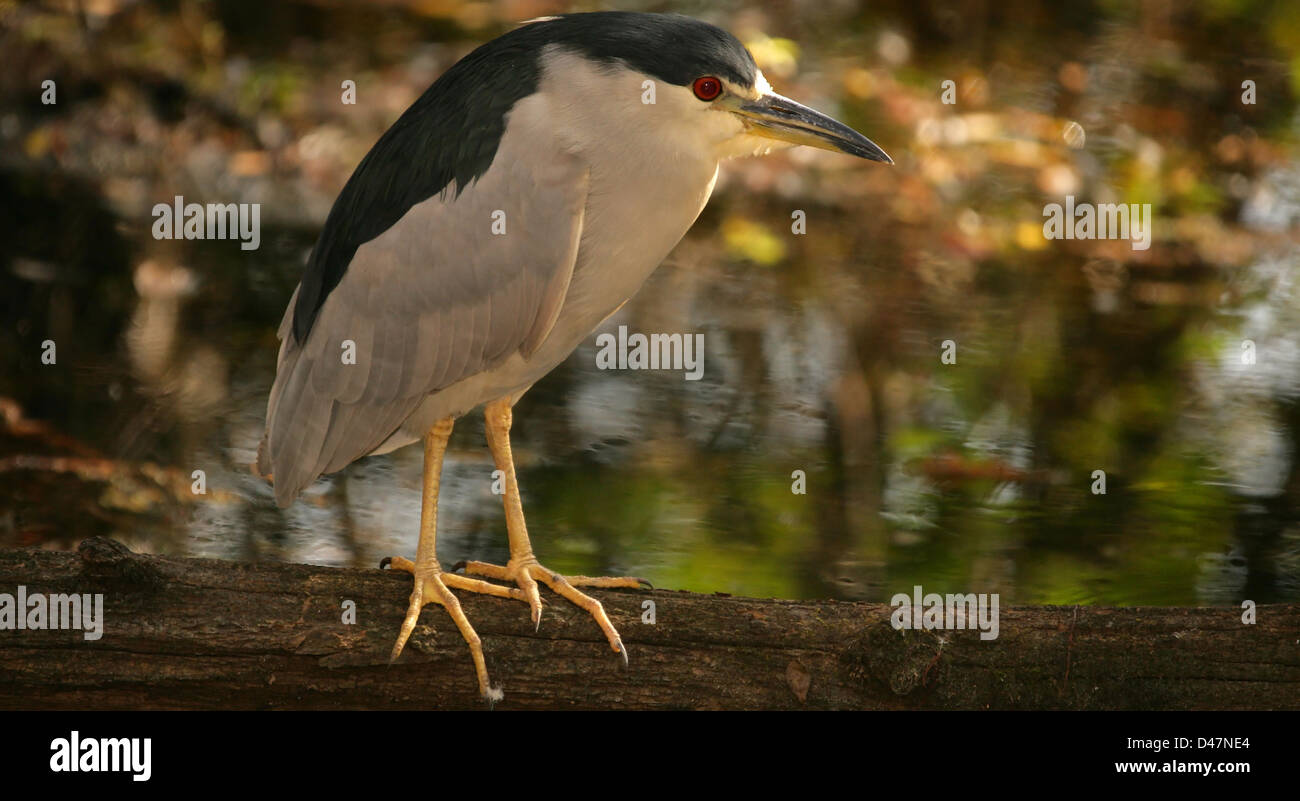 BLACK CROWN Night Heron Banque D'Images
