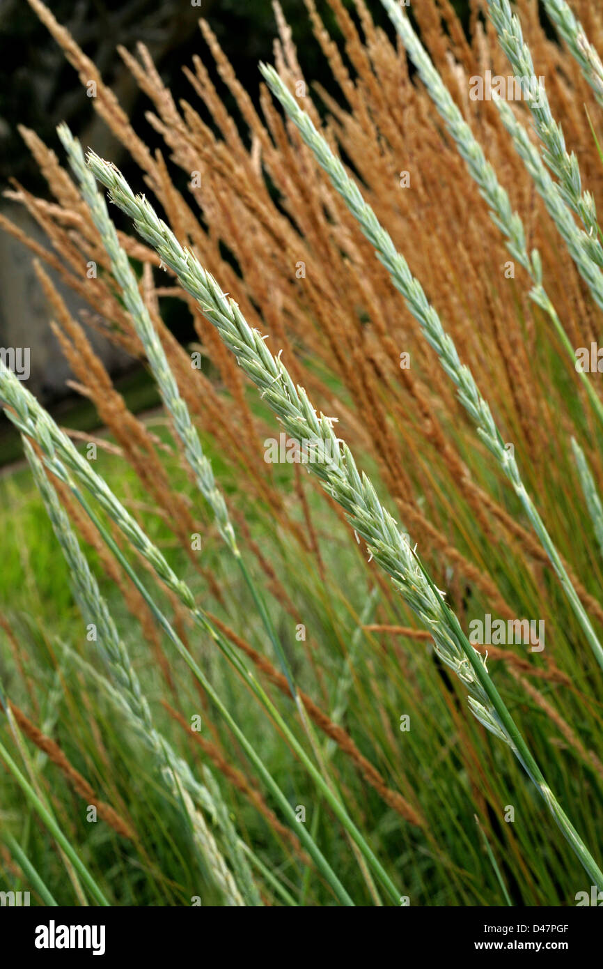 Lyme ou d'Herbe de mer, Leymus arenarius Herbe de Lyme, Poaceae. Originaire de l'Atlantique, du Centre et du Nord de l'Europe et le plus froid. Banque D'Images