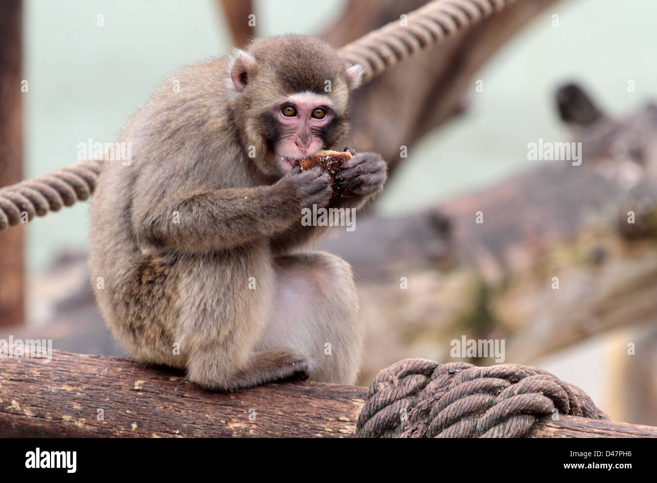 Un jeune macaque japonais est en train de manger un cookie Banque D'Images