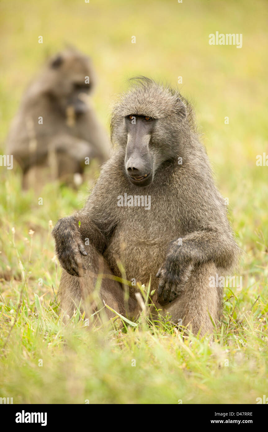 Deux babouin Chacma baboon ou du Cap (Papio ursinus) assis dans la savane méditer leur prochain déplacement ignoble Banque D'Images