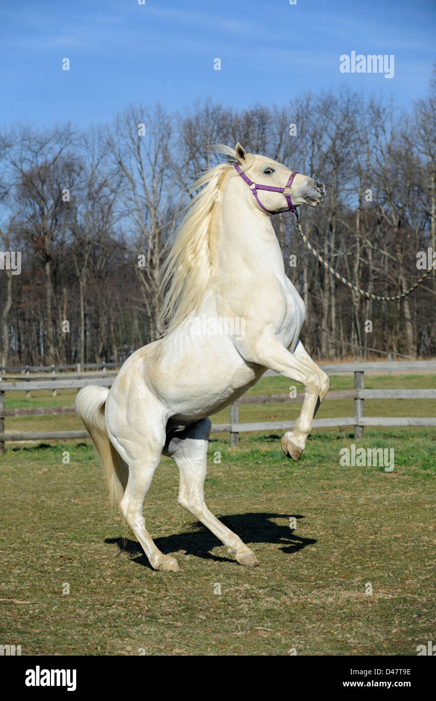 L'élevage du cheval blanc, un étalon arabe montrant son pouvoir naturel, la forme, et l'équilibre tout en effectuant un tour. Banque D'Images