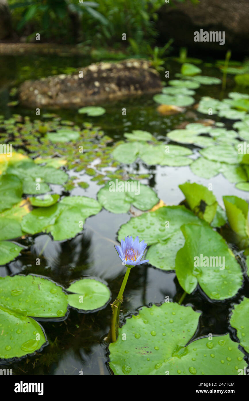 Water Lily en étang de jardin avec étroites dof Banque D'Images