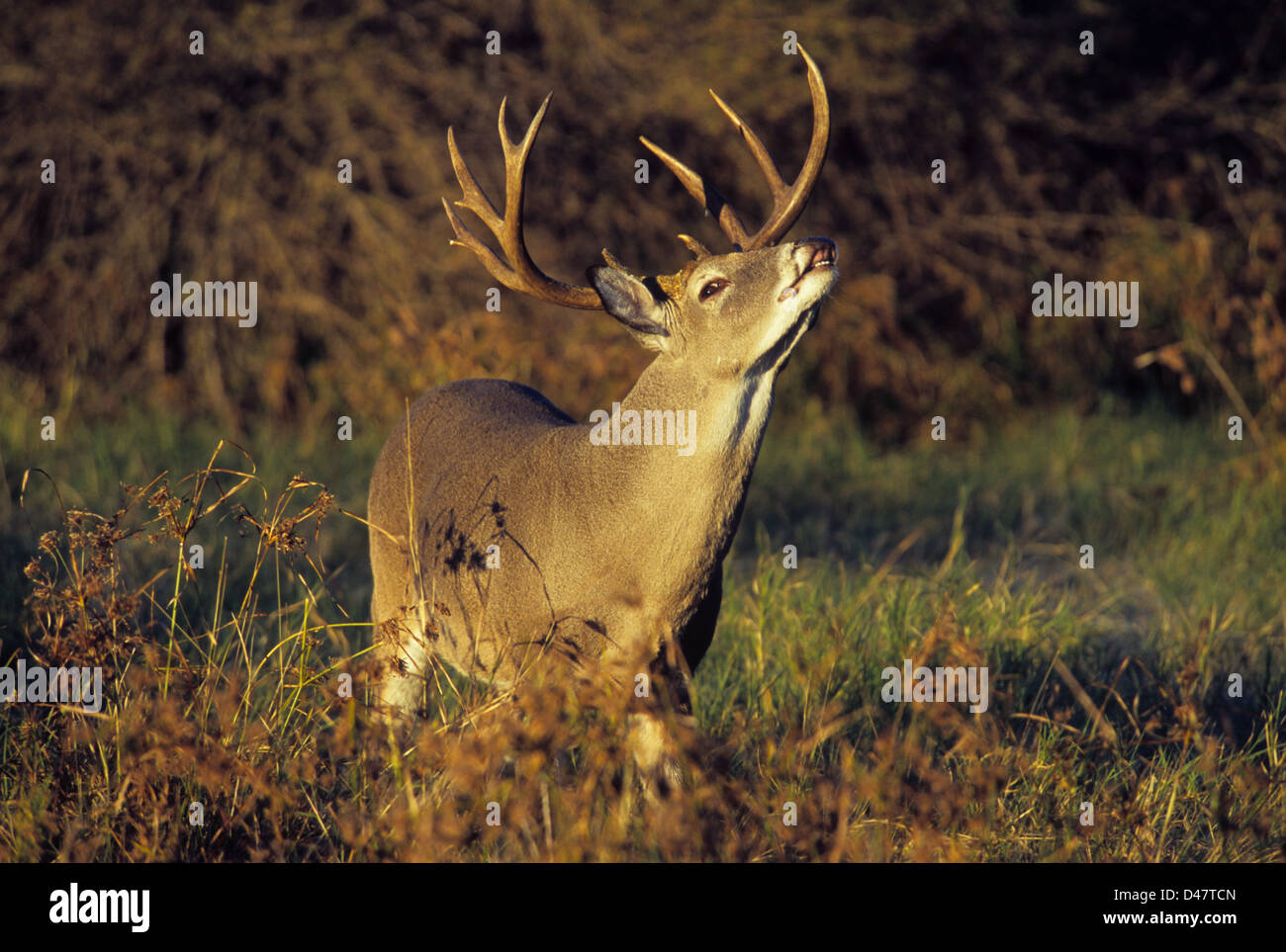 Buck cerf de Virginie (Odocoileus virginianus) sentir la brise avec une lèvre curl Banque D'Images